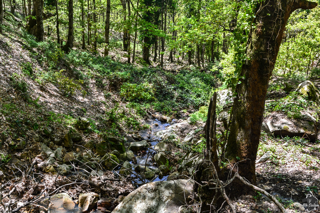 La Forêt de Tamgout La Forêt de Tamgout